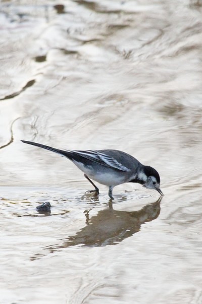 Pied wagtail 