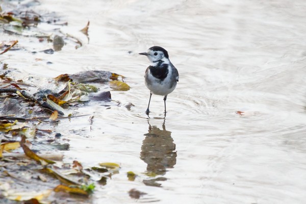 Pied wagtail 