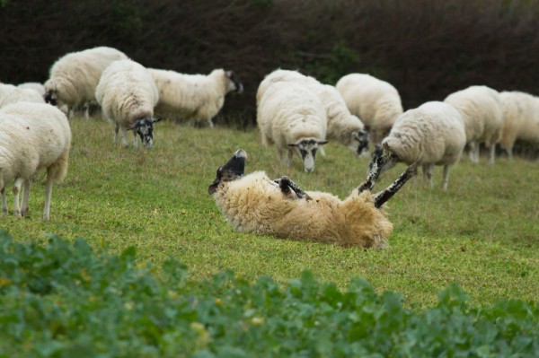Sheep rolling over on its back