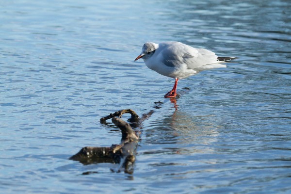 Black headed gull perched on floating branch