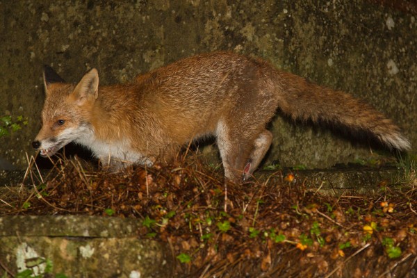 Fox with wound on leg