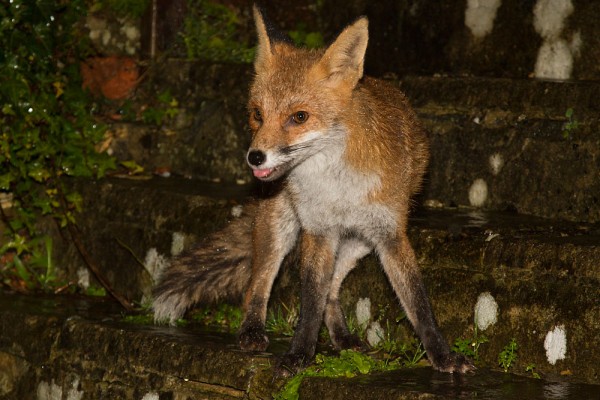 Fox in garden after rain