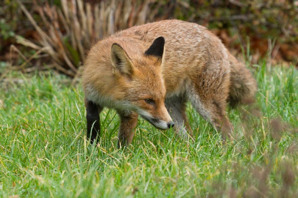 Fox in garden during daylight