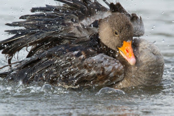 Greylag goose making a big splash