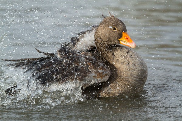 Greylag goose making a big splash