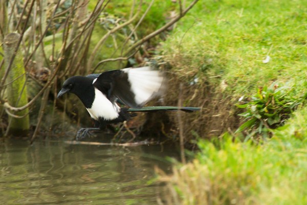 Magpie bathing