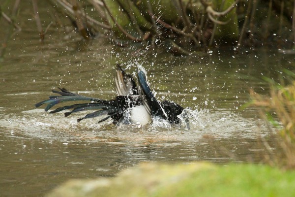 Magpie bathing