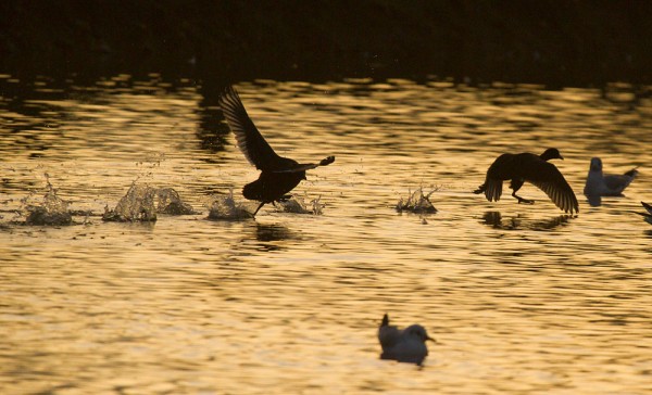 Moorhens racing on pond at sunrise
