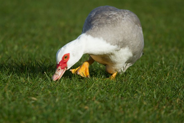 Female Muscovy duck