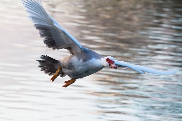 Muscovy duck (female) in flight