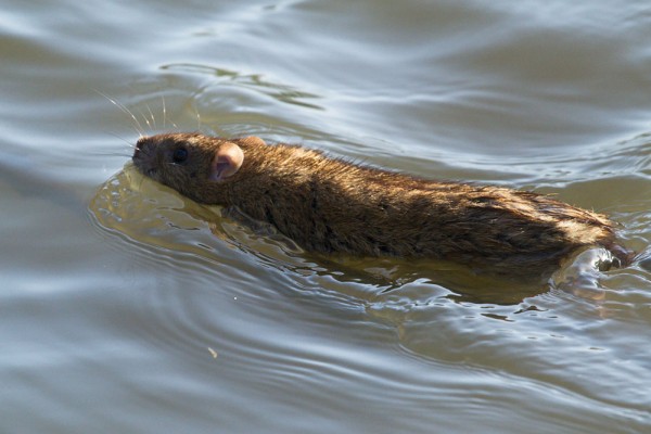 rat swimming