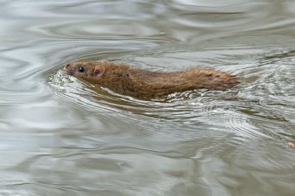 Rat swimming