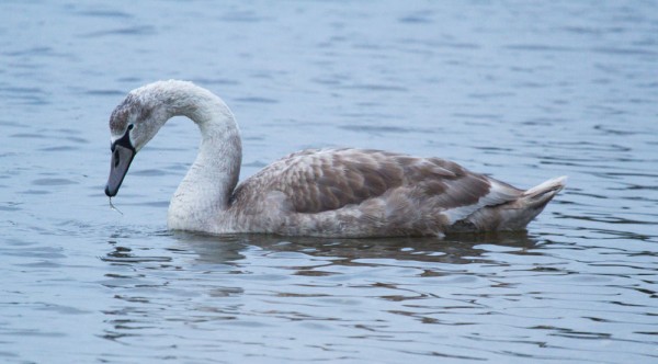Juvenile swan