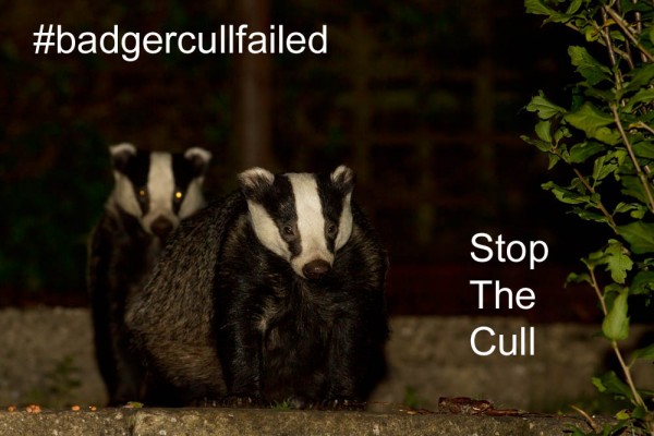 Badger Cull Failed Stop the Cull