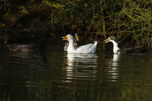 Ducks on Falmer Pond