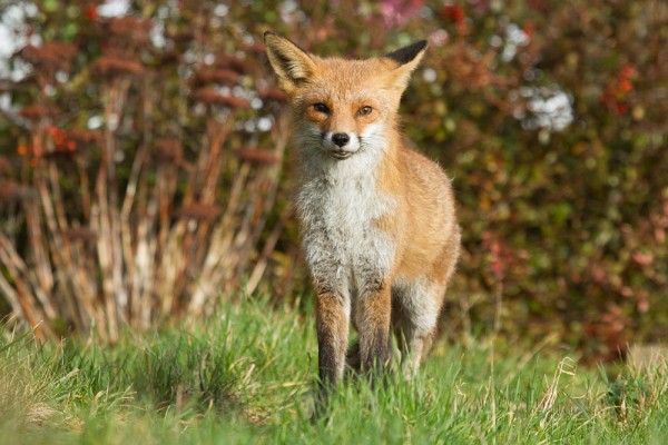 fox walking