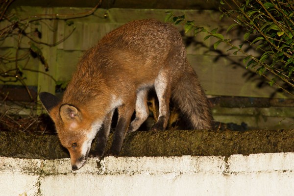 fox on wall