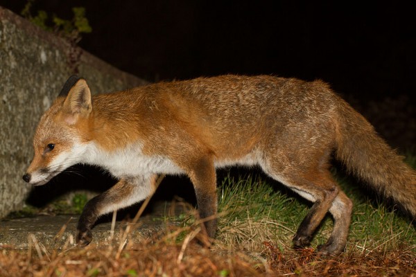 fox in garden