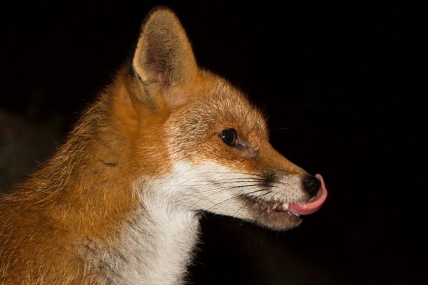 Fox licking lips