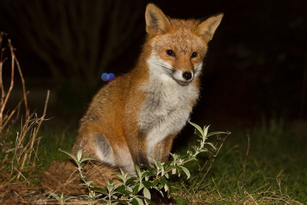 Fox sitting in garden with eye-shine from second fox in rear