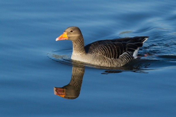 Greylag goose and reflection on pond