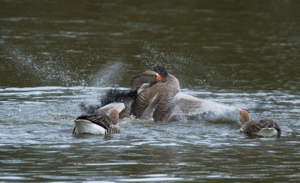 greylag geese mating