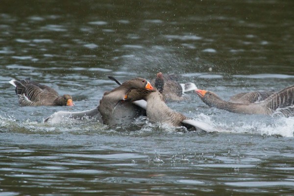 greylag geese mating