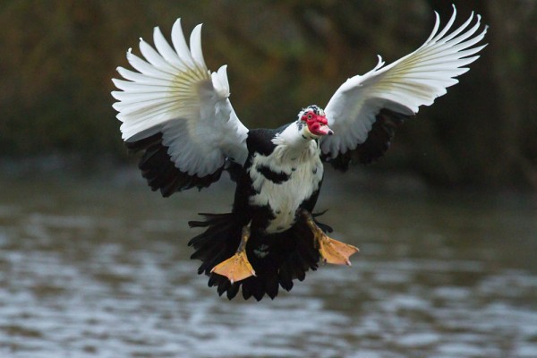 Muscovy duck (male/drake) in flight