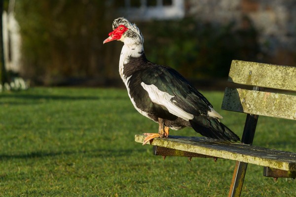 Muscovy duck on bench