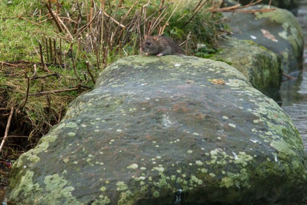 Rat on a rock