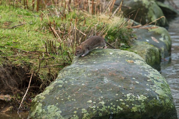 Rat on a rock
