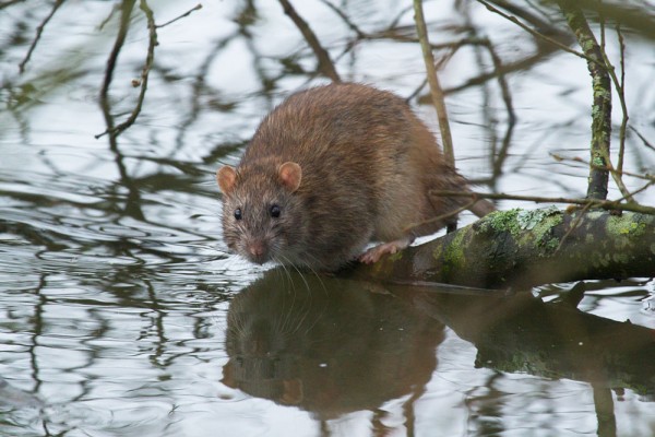 Rat at the edge of Falmer Pond