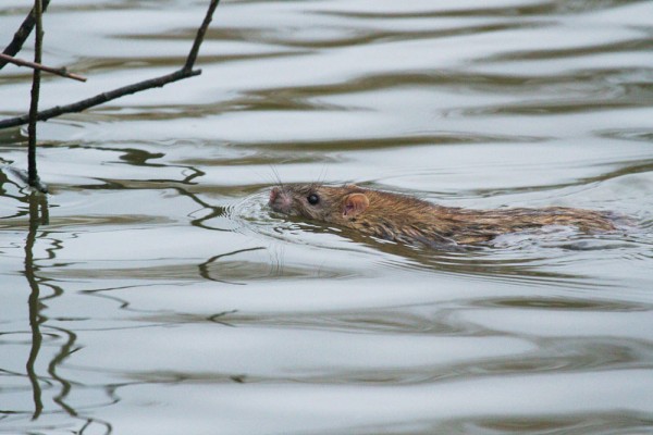 Rat swimming in Falmer Pond