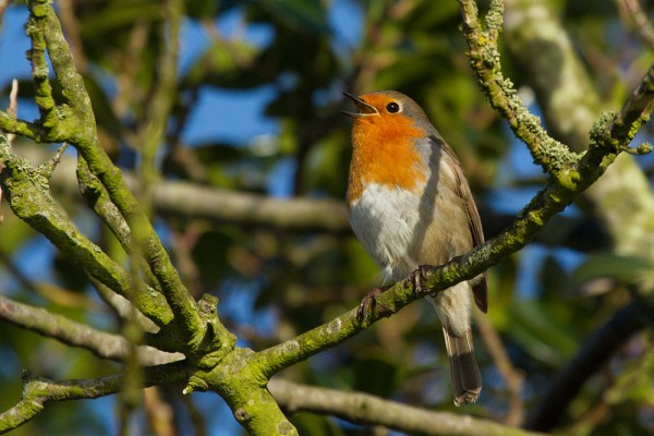 Robin singing