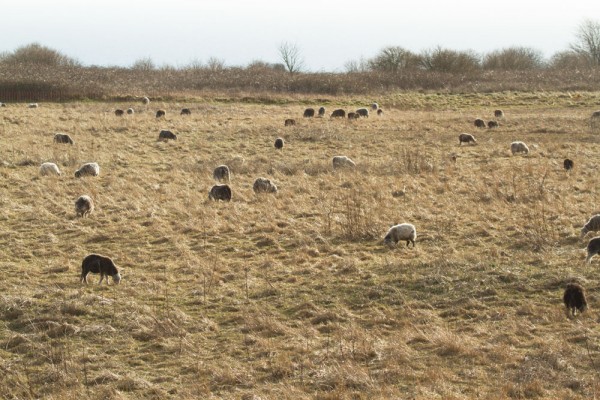 Sheep in Sheepcote Valley
