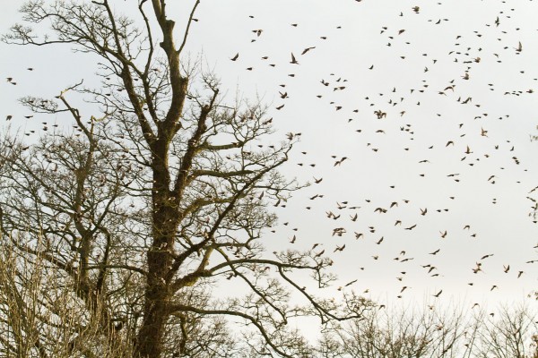 Flock of starlings