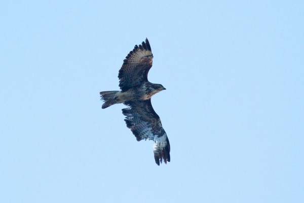 Common buzzard with missing primaries
