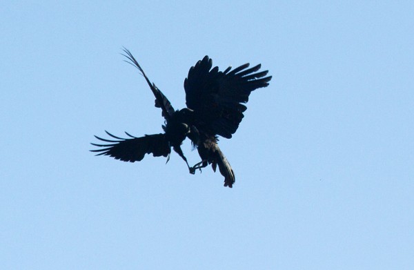 Two crows engaging in mid-air combat.