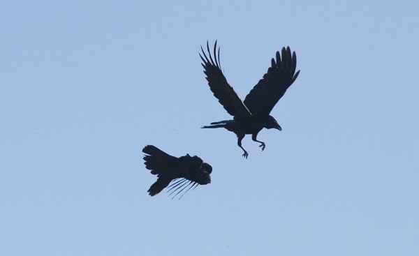 Two crows engaging in mid-air combat.