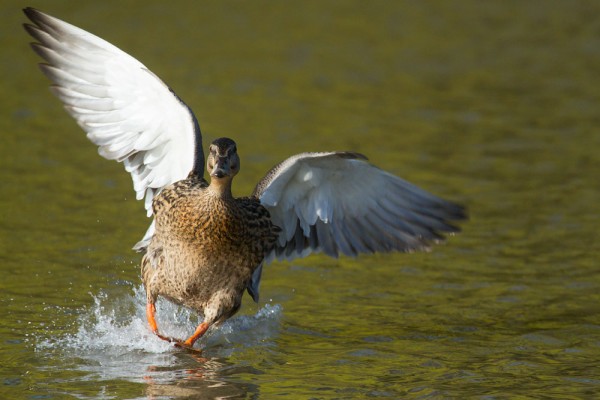 Duck landing in pond