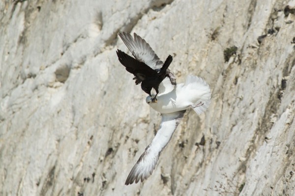 Fulmar being attacked by a jackdaw