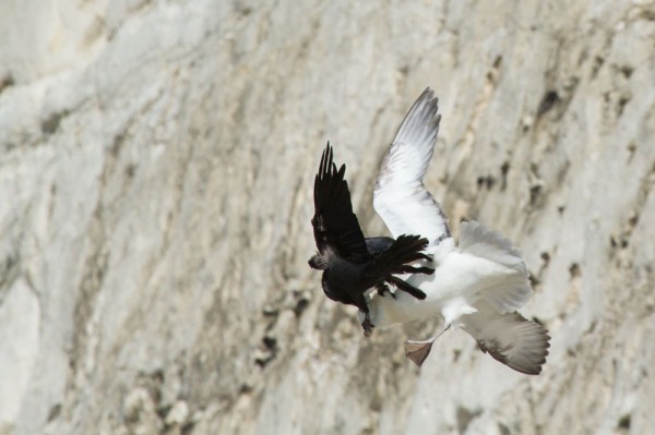 Fulmar being attacked by a jackdaw