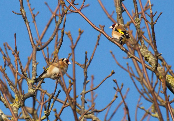 Pair of goldfinches