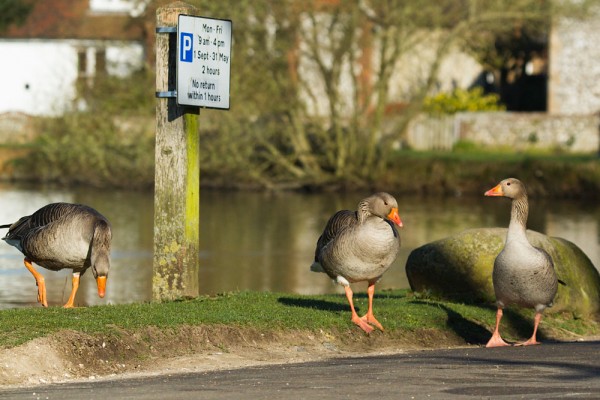 Greylag geese at the edge of Falmer Pond