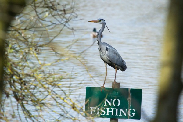 Grey heron on No  Fishing sign