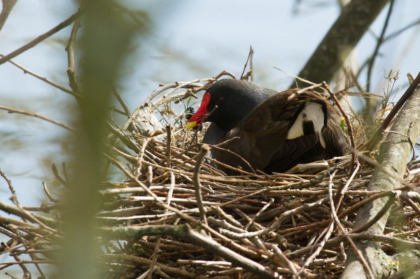 moorhen on nest