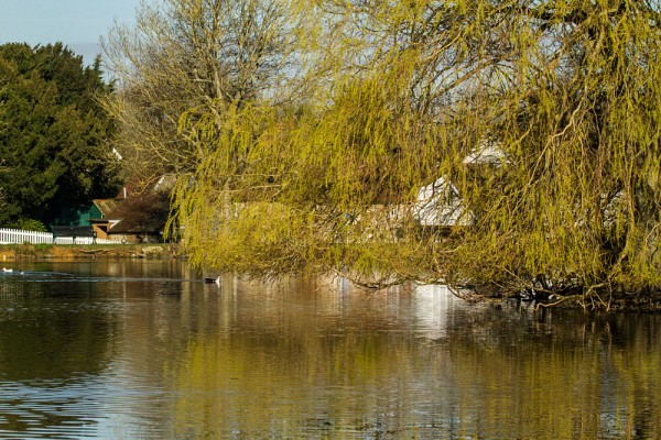 Falmer Pond in early morning sunshine