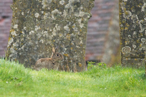 Rabbit in churchyard in the rain