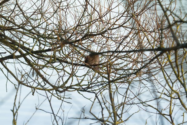 Rat in tree above Falmer Pond