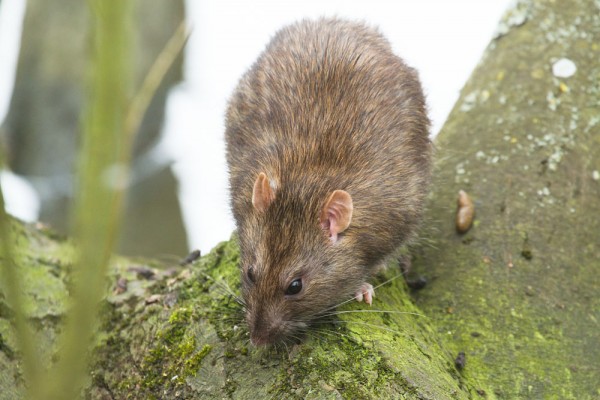 Brown rat in tree 